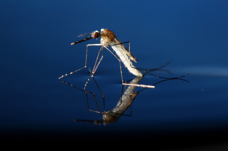 Genetically engineering a malaria-free world