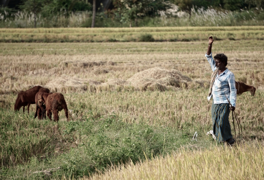 Climate change could hit farming incomes in India by 25%